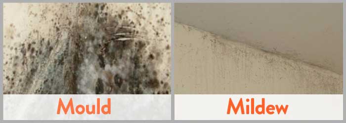 Mold and Mildew