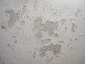 Peeling Paint Humidity